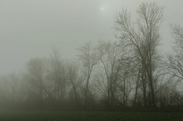 Nebel mit Bäumen und Sonne — Stockfoto