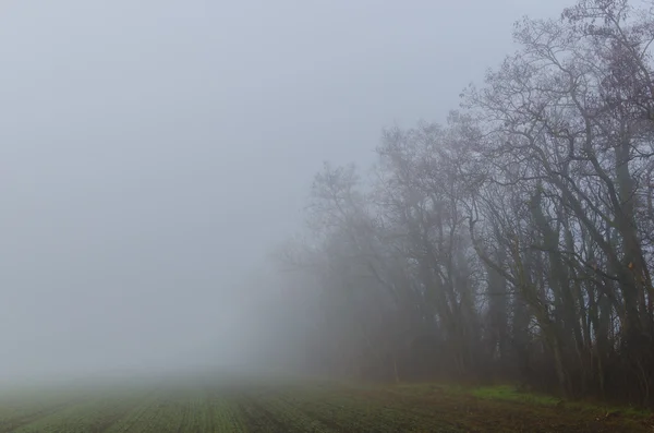 Brouillard avec arbres et champ — Photo