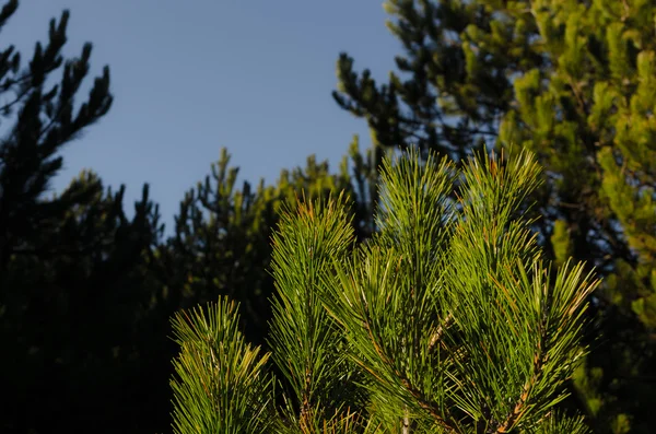 Birçok yeşil iğne çam ağacı üzerinde — Stok fotoğraf
