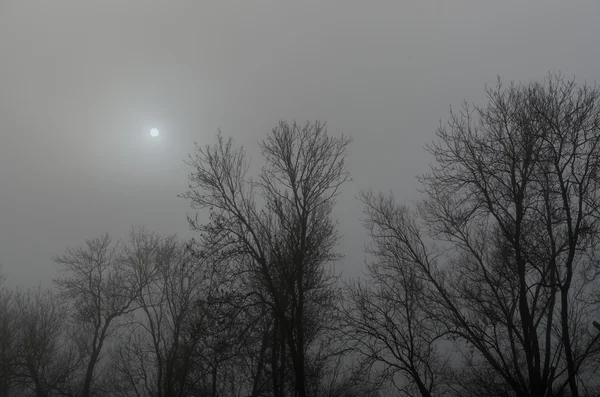 Soleil sur les arbres dans le brouillard — Photo