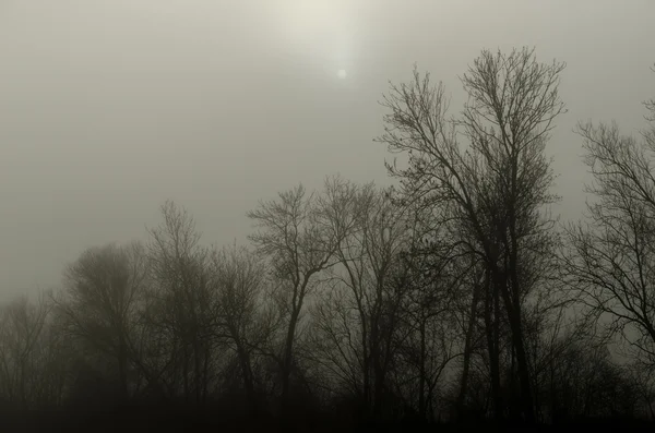 Sonne im Nebel am Wald — Stockfoto