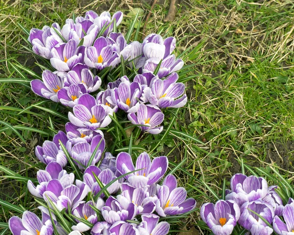 Crocus květy na jaře — Stock fotografie