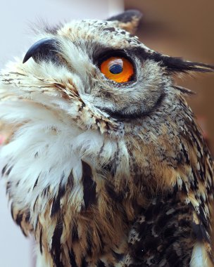 Baykuş içinde havaya doğru seyir yakın çekim