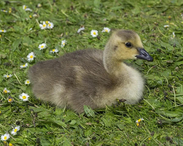 Gosling is spring — Stock Photo, Image