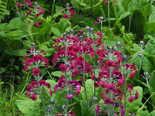 Primula candelabra nel giardino delle zone umide Immagine Stock