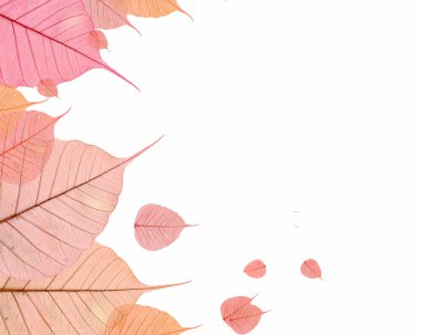 Sonbahar Yaprakları