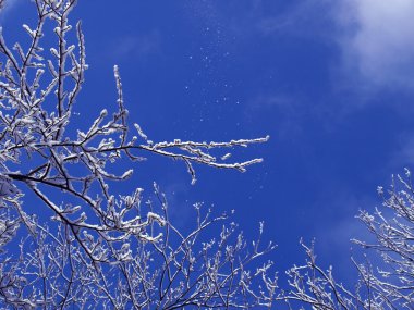 Snowtree