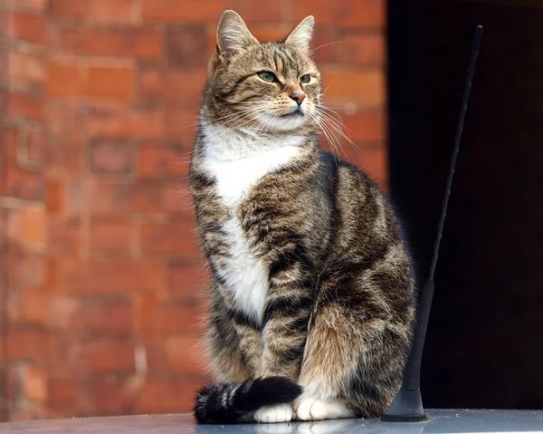 Cat on a Car Roof — Stock Photo, Image