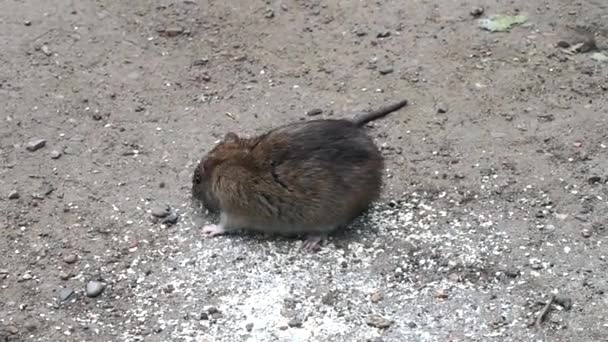 Bruine rat — Stockvideo