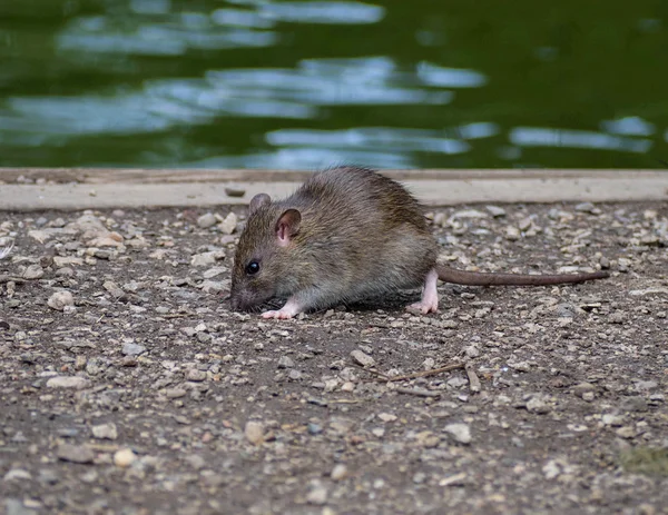 BrownRat — Stock fotografie