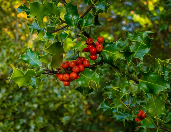 Holly — Stock Photo, Image