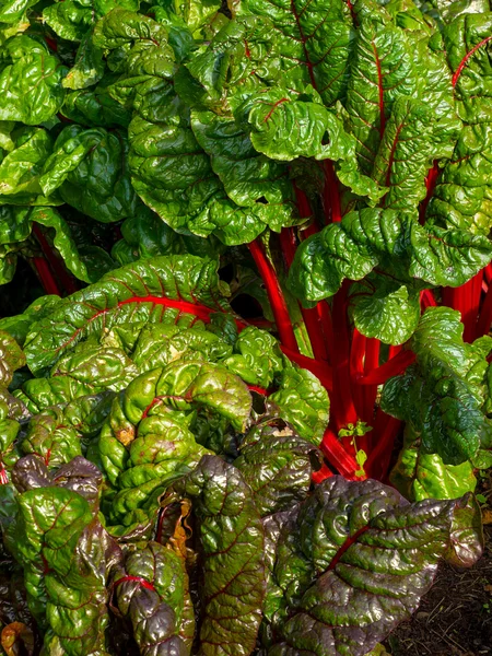 Rhubarb chard — Stock Photo, Image