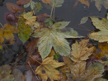 Suda sonbahar yaprakları