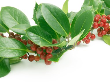 Holly fışkın beyaz