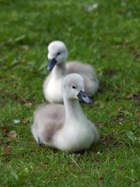 Çimenlerin üzerinde cygnets
