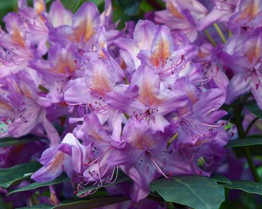 Ormangülü çiçek bahar