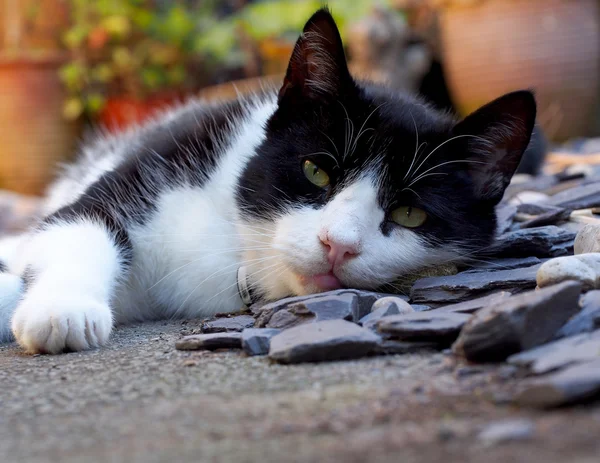 Kat ontspannen in een tuin — Stockfoto