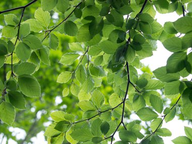 Plaj kulübe bir mesire üzerinde