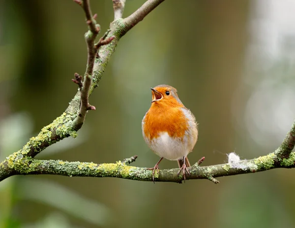 Robin cantando en una rama — Foto de Stock