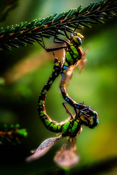 Two Dragonflys Tree Autumn Garden — Stock Photo, Image