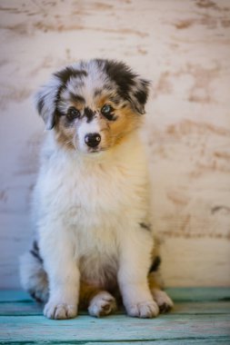 Avustralya çoban köpeği köpek portresi