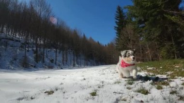 Avustralya çoban köpeği taze toz karda koşuyor.