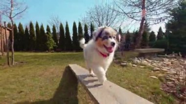 Avustralya çoban köpeği bahçede denge kirişi üzerinde çalışıyor..