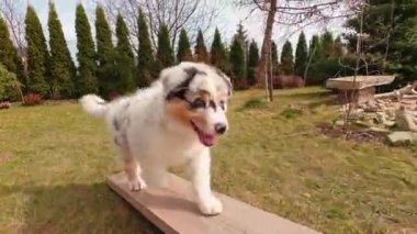 Avustralya çoban köpeği bahçede denge kirişi üzerinde çalışıyor..