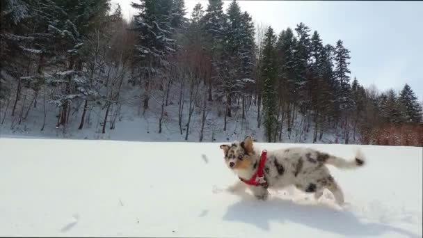 Australský Ovčák Štěně Běží Čerstvém Sněhu — Stock video