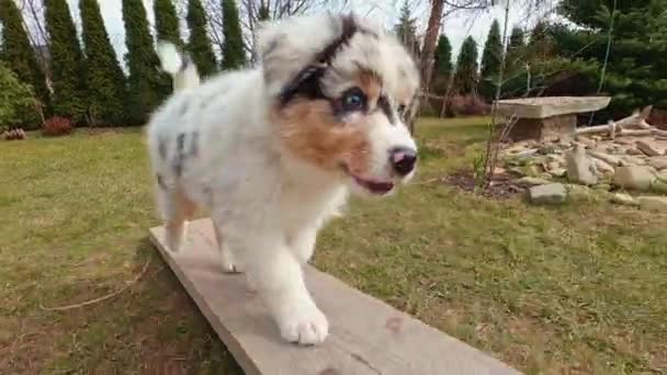 Australian Shepherd Puppy Training Balance Beam Garden — Stock Video