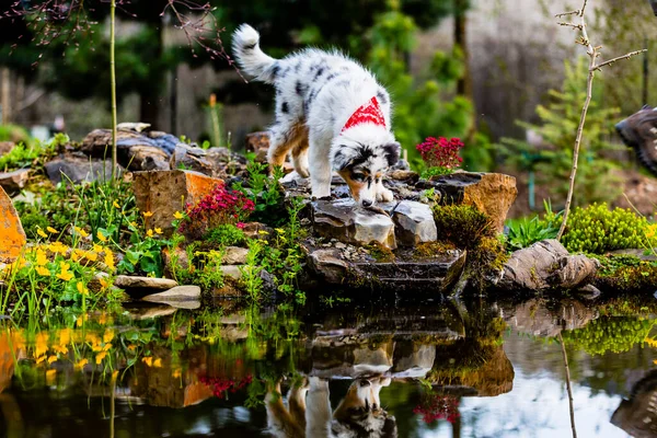 Cachorro Pastor Australiano Jugando Jardín —  Fotos de Stock