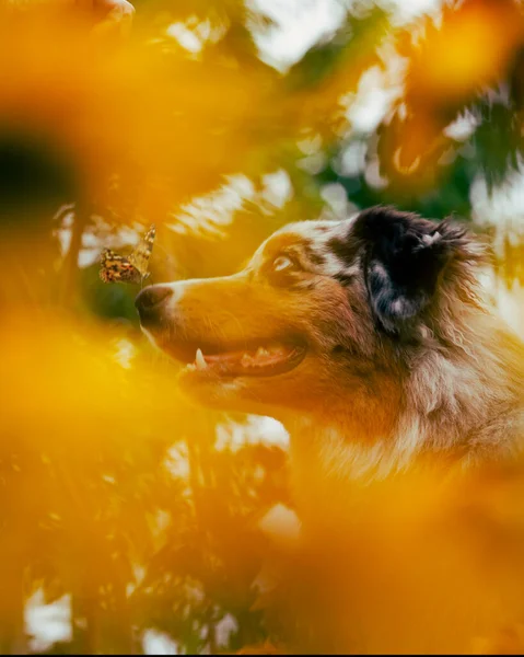 Милий Цуценя Жовтих Квітах Метеликом Носі Портрет Пастуха Австралі Квітковому — стокове фото
