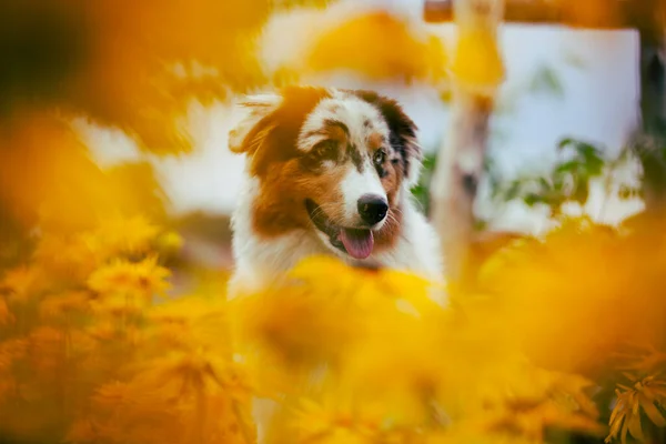 Χαριτωμένο Σκυλάκι Κίτρινα Λουλούδια Πορτραίτο Ενός Αυστραλιανού Βοσκού Έναν Κήπο — Φωτογραφία Αρχείου