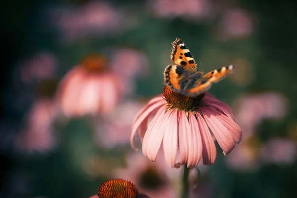 Borboleta Bonita Flores Silvestres Echinacea Luz Neblina Manhã Natureza Macro — Fotografia de Stock