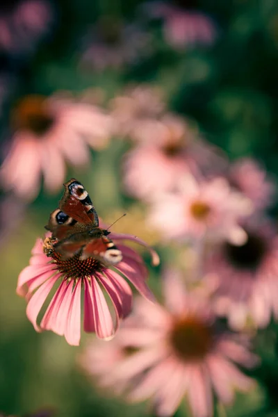 Beautiful Fairy Peacock Butterfly Echinacea Wild Flowers Morning Haze Light — Stock Photo, Image