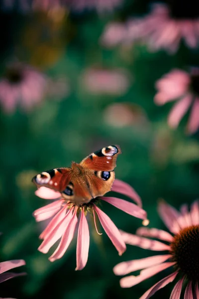 아침에 Echinacea 아름다운 나비는 자연을 가까이 반짝입니다 복사하는 톤이죠 매혹적 — 스톡 사진