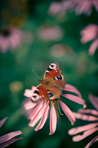 美丽的仙女孔雀蝴蝶在紫锥菊野花的晨雾中发光 在大自然的近视下 复制空间 清凉的蓝调 雅致的艺术形象 — 图库照片