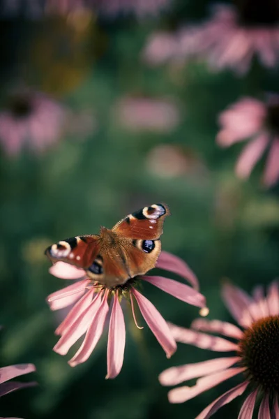 Piękny Paw Bajki Motyl Echinacea Dzikie Kwiaty Porannym Świetle Mgły Obrazy Stockowe bez tantiem