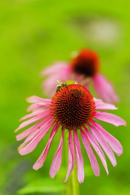 Bee on Purple Coneflowers clipart