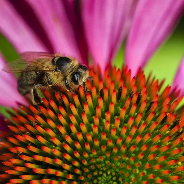 Arı mor Coneflowers üzerinde