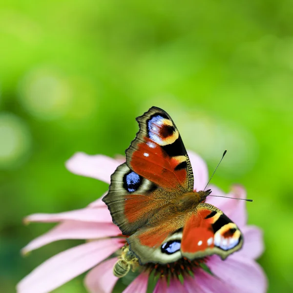 European Peacock butterfly (Inachis io) on Purple Coneflowers — Stock Photo, Image