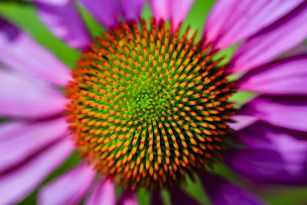 Bíbor Coneflowers (Echinacea) — Stock Fotó