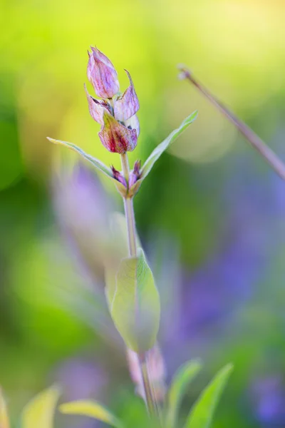 Трав'яні сад - цвітіння sage в саду — стокове фото