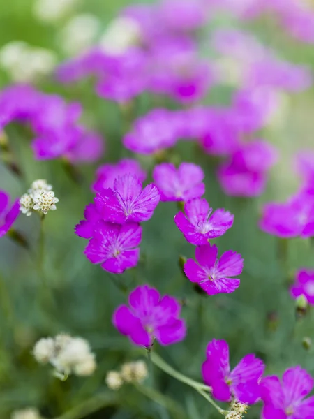 Літній сад - рожеві багаторічні квіти в саду — стокове фото