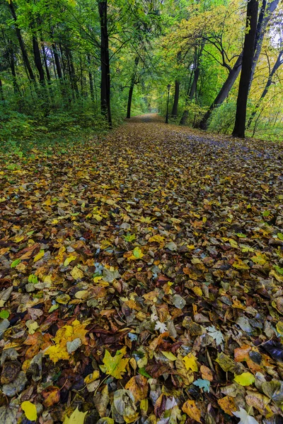 Jesień w parku mglisty — Zdjęcie stockowe