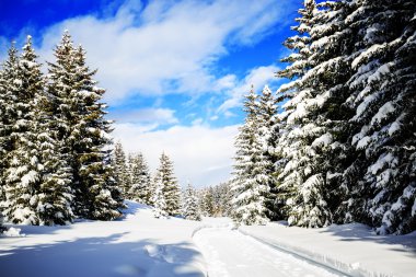 Kış manzarası, karla kaplı ağaçlar İsviçre Alpleri