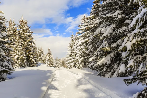 Vinterlandskap, snötäckta träd i schweiziska Alperna — Stockfoto