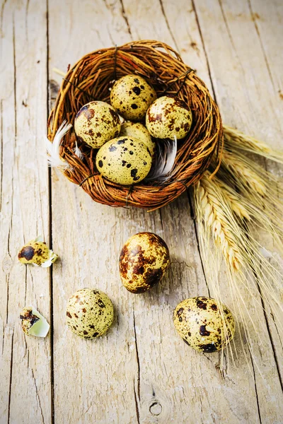 Quail eggs, space for text — Stock Photo, Image