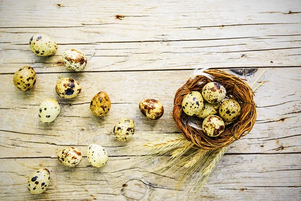 Quail eggs, space for text — Stock Photo, Image
