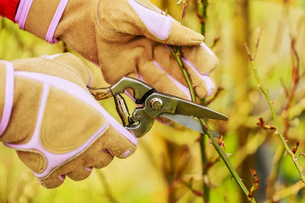 Spring pruning roses — Stock Photo, Image